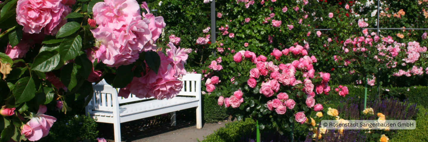 Weiße Parkbank zwischen üppig blühenden rosafarbenen Rosen im Europa-Rosarium Sangerhausen, umgeben von farbenfrohen Beeten und Kletterrosen