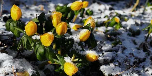 gelbe Winterlinge im Schnee