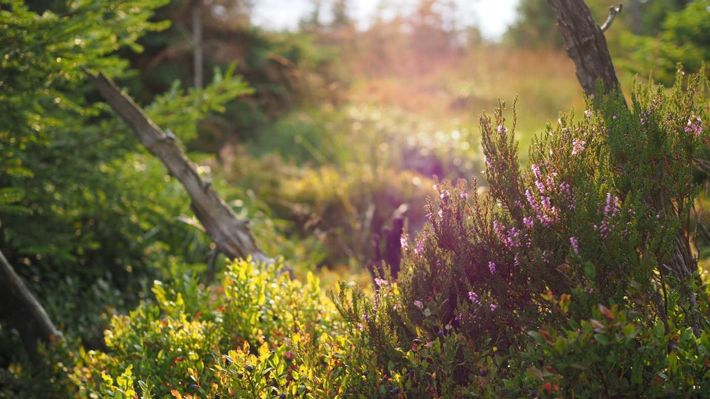 Harz-810695_original_R_K_by_MichaelMueller410_pixelio.de