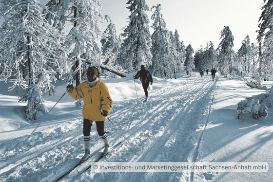 Langläufer auf gespurter Loipe durch verschneiten Wald im Harz in Sachsen-Anhalt