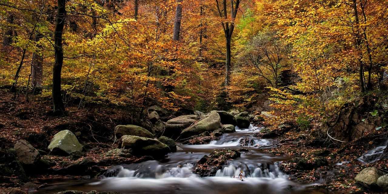 bunter Herbstwald mit Flüsschen im Harz