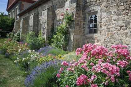 Ein Rendezvous mit Rosen gibt es im Kloster Michaelstein 