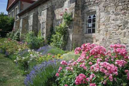 Ein Rendezvous mit Rosen gibt es im Kloster Michaelstein 