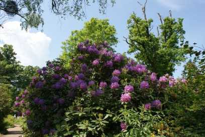 Rhododendronblüte im Wörlitzer Park im Frühling