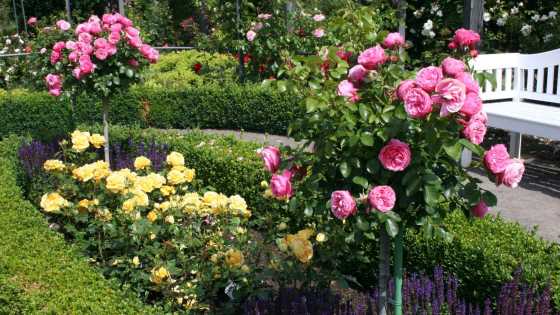 Rosa und gelbe Rosen im Europa-Rosarium Sangerhausen