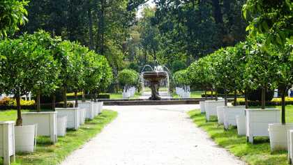 Orangenbäume und Wasserspiele im Schlosspark Oranienbaum